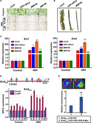 MIR156-Targeted SPL9 Is Phosphorylated by SnRK2s and Interacts With ABI5 to Enhance ABA Responses in Arabidopsis